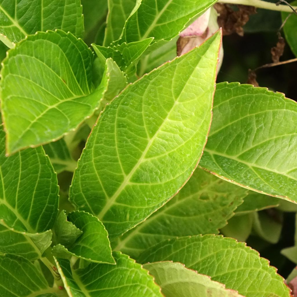 Hortensja ogrodowa Soft Pink Salsa