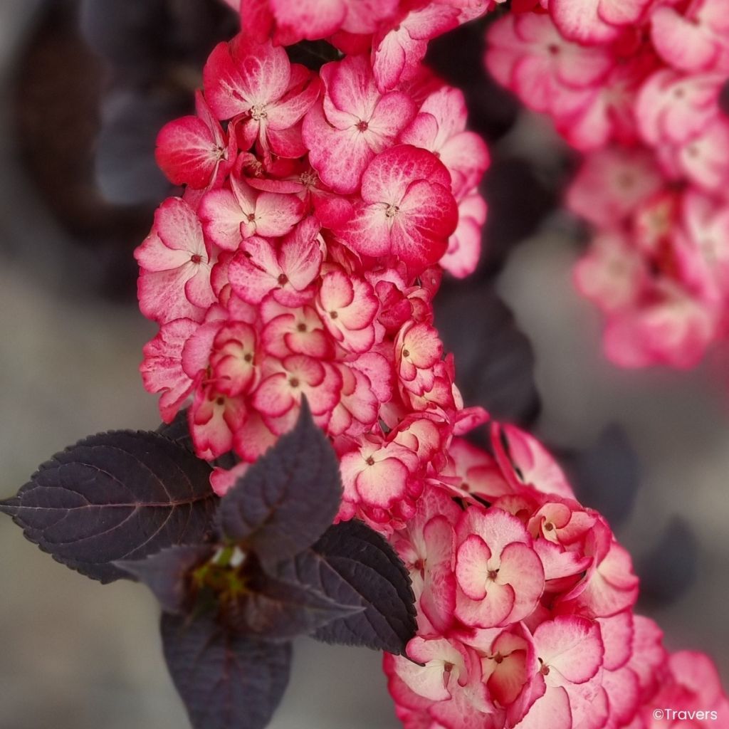 Hortensja piłkowana Choco Black Velvet