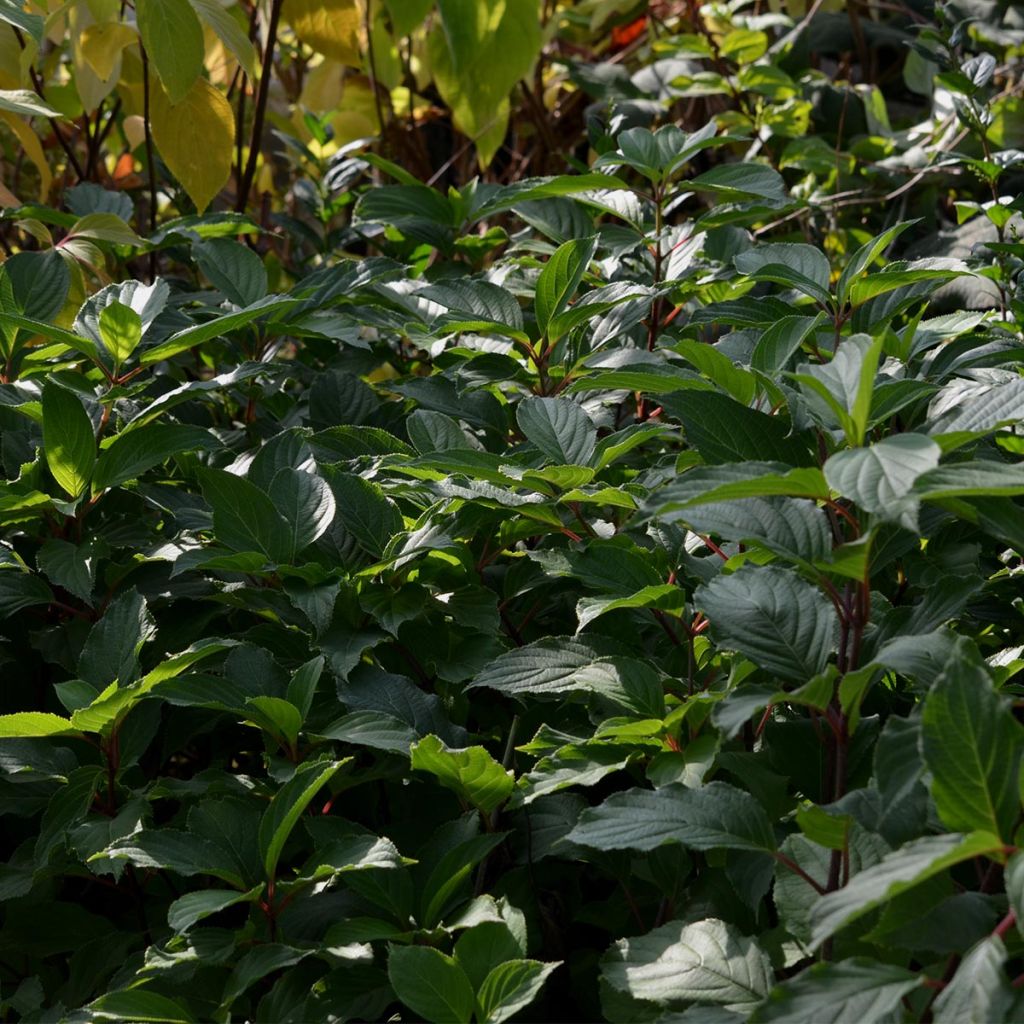 Hortensja bukietowa Great Star Le Vasterival