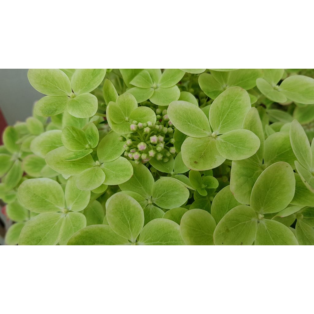 Hortensja bukietowa Pastelgreen