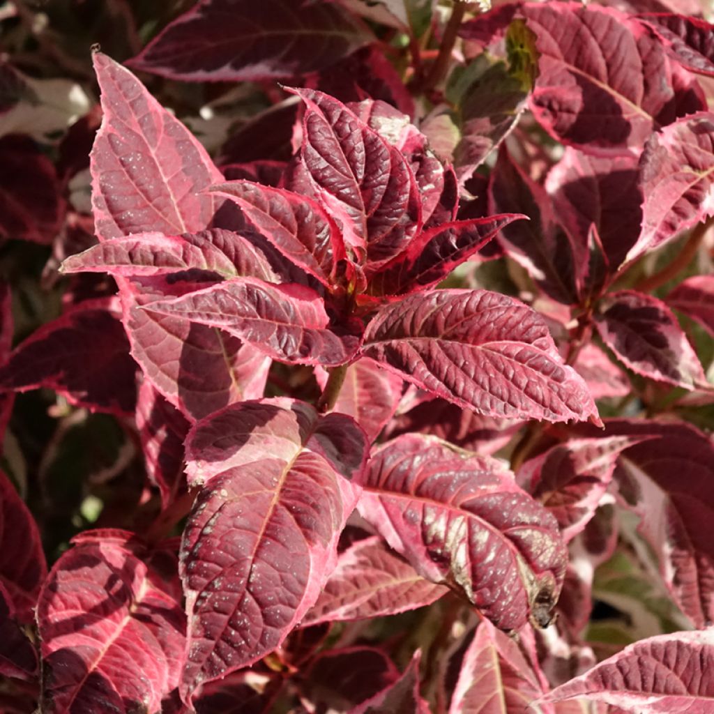 Hortensja piłkowana Euphoria Pink