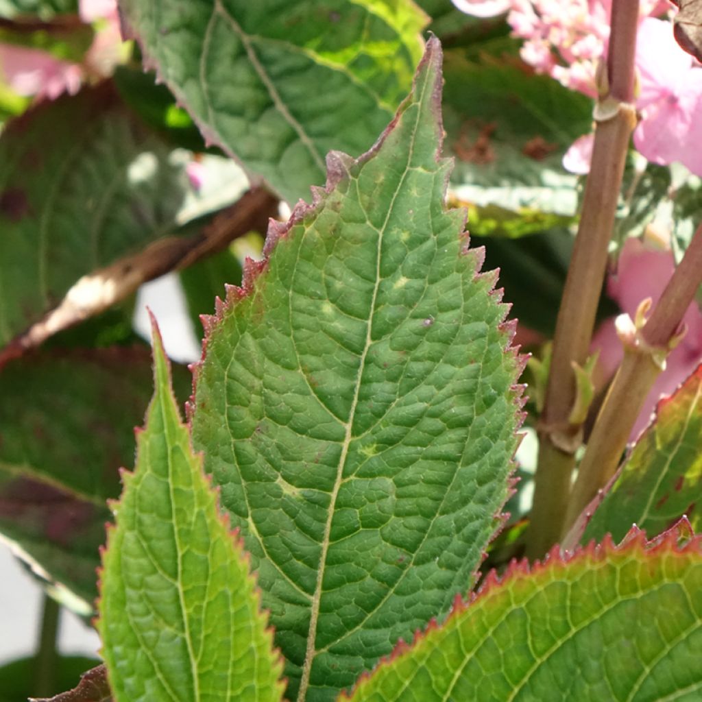 Hortensja piłkowana Koreana