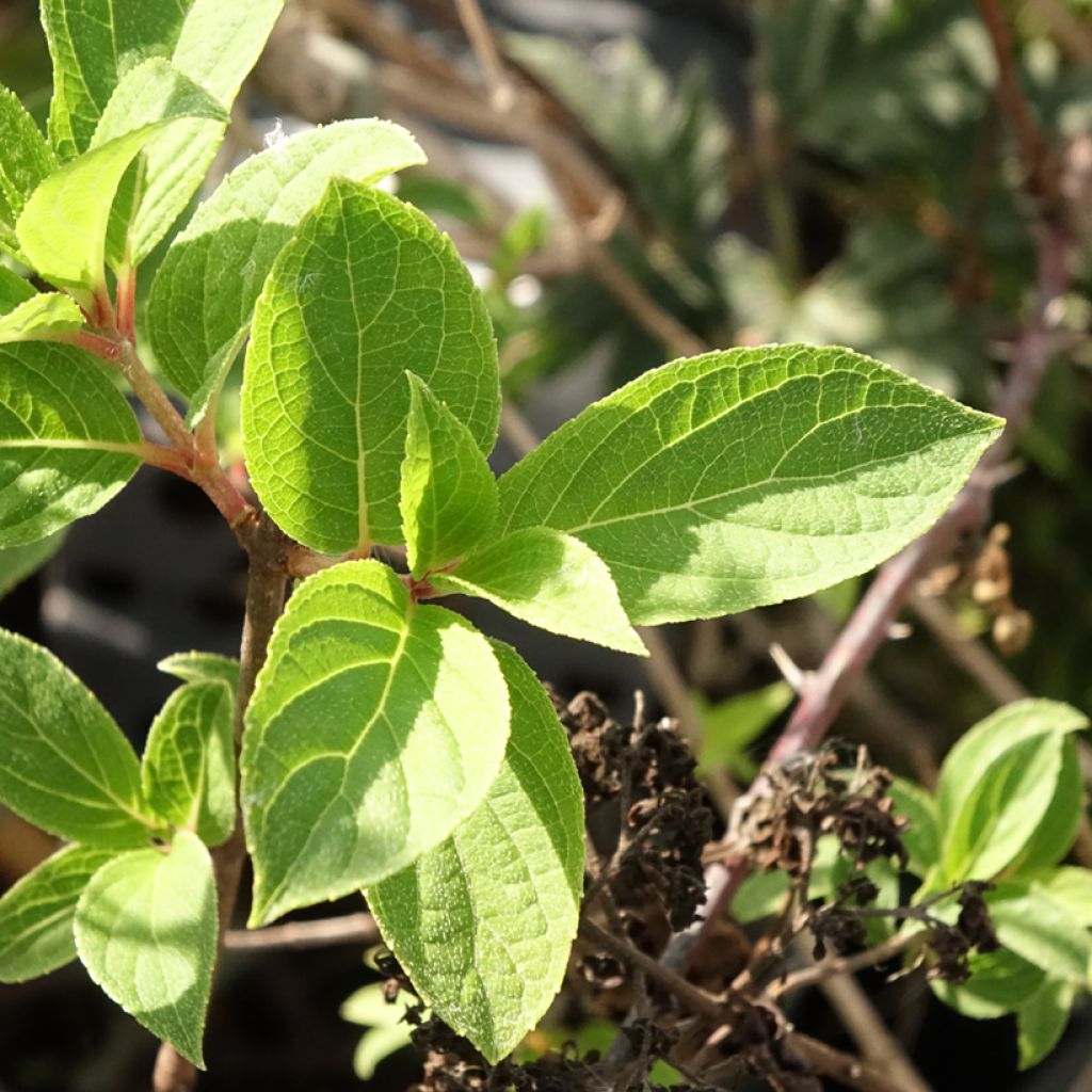 Hortensja bukietowa Mojito