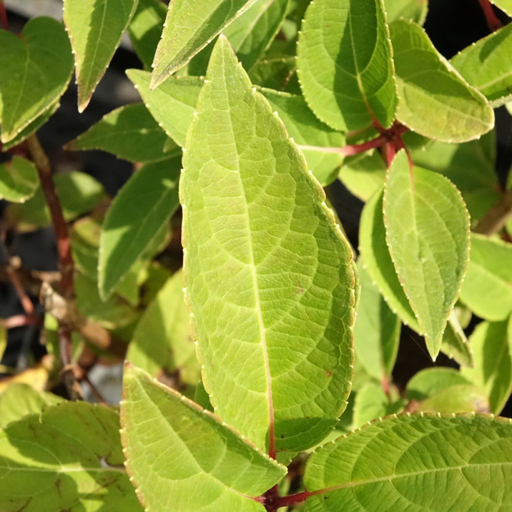 Hortensja bukietowa Dharuma