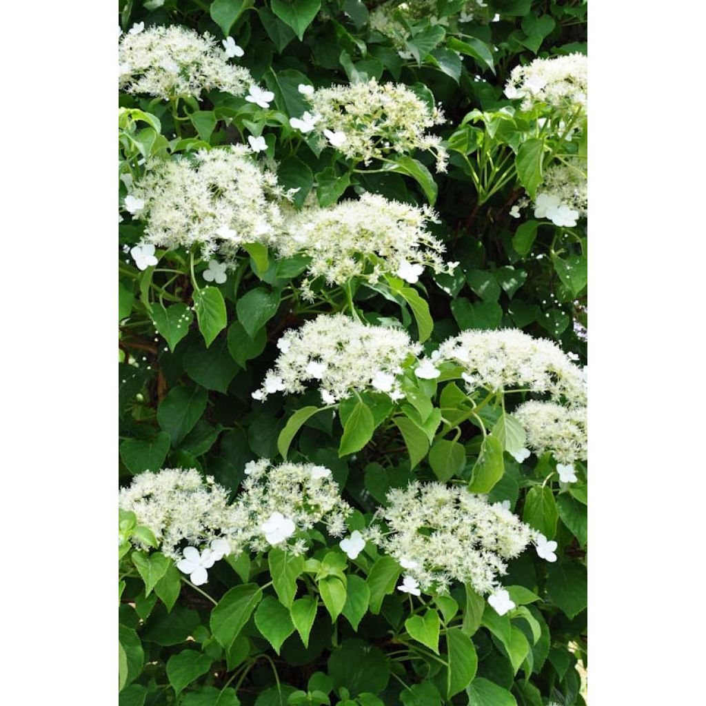 Hydrangea anomala subsp. petiolaris - Hortensja pnąca