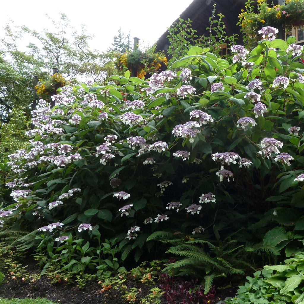 Hortensja kosmata Macrophylla