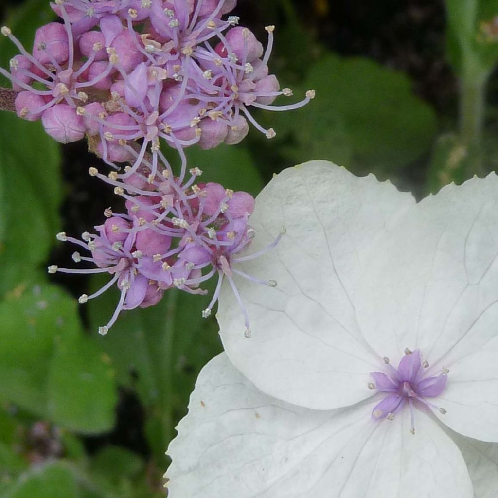 Hortensja kosmata Macrophylla