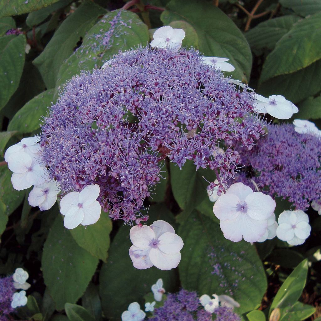 Hortensja kosmata Macrophylla
