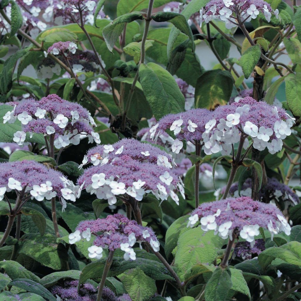 Hortensja kosmata Macrophylla