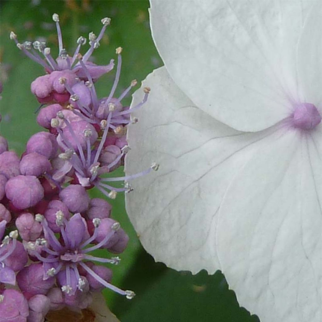 Hortensja kosmata Macrophylla