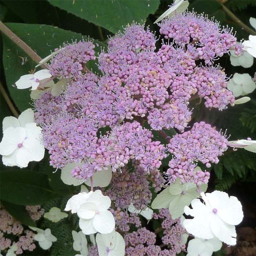 Hortensja kosmata Macrophylla