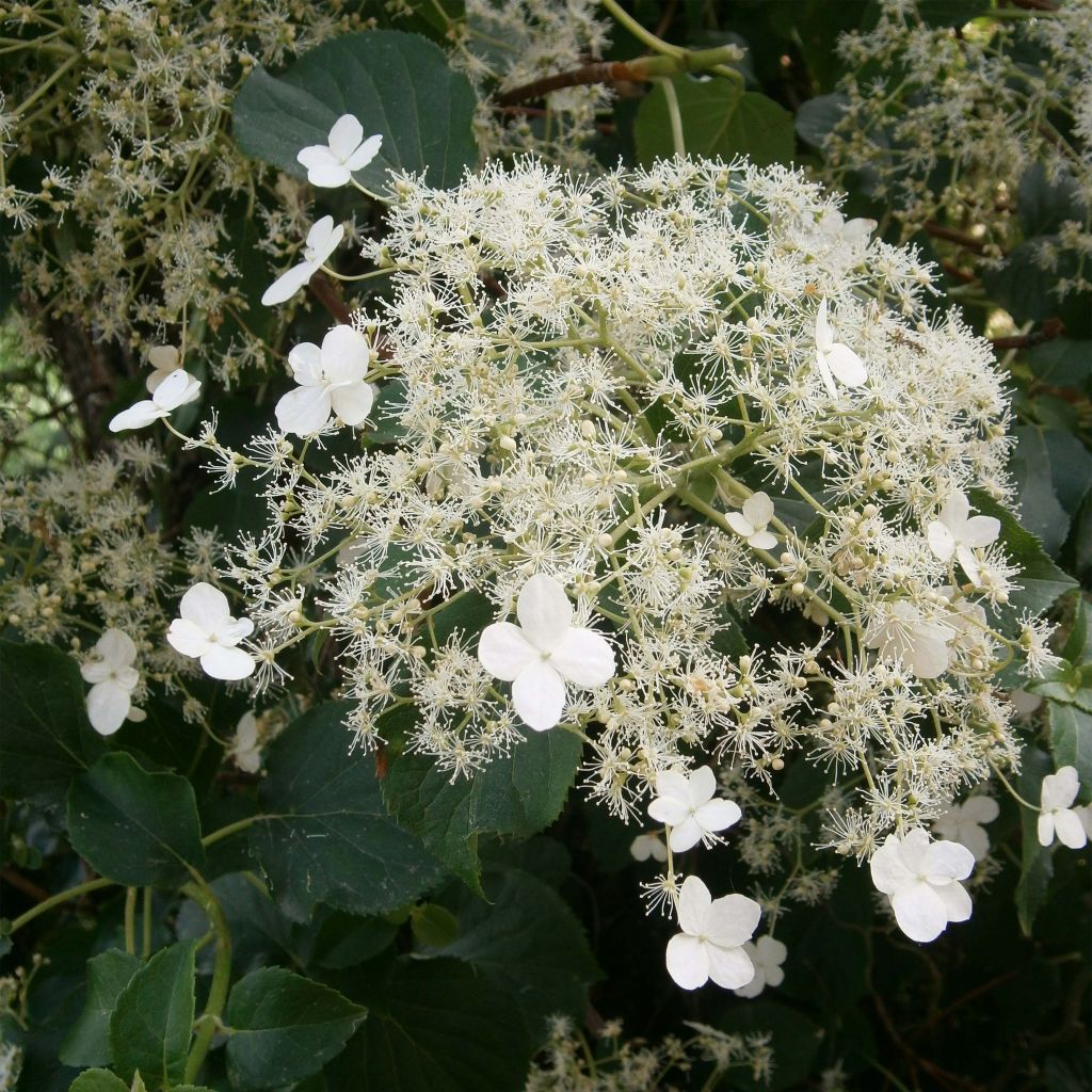 Hydrangea anomala subsp. petiolaris - Hortensja pnąca