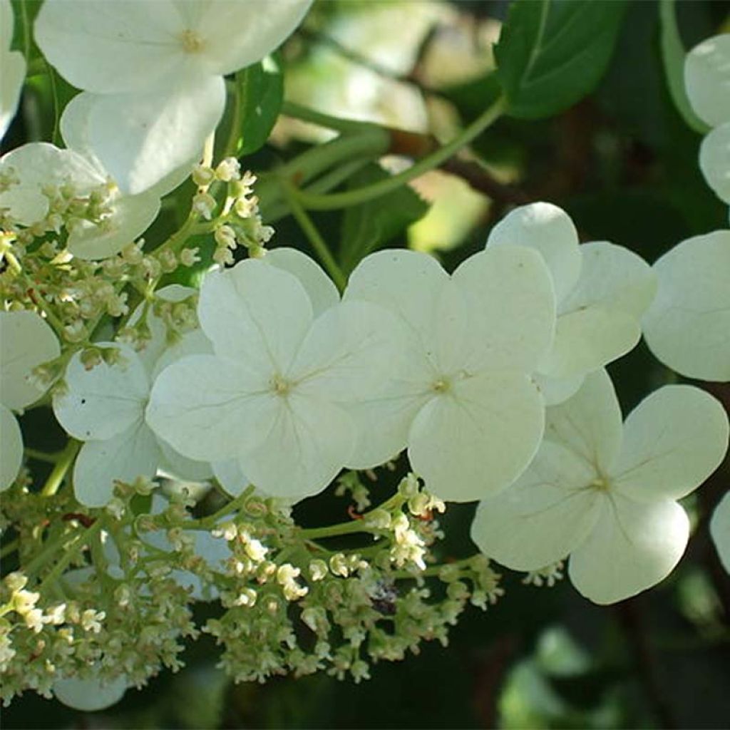 Hydrangea anomala subsp. petiolaris - Hortensja pnąca