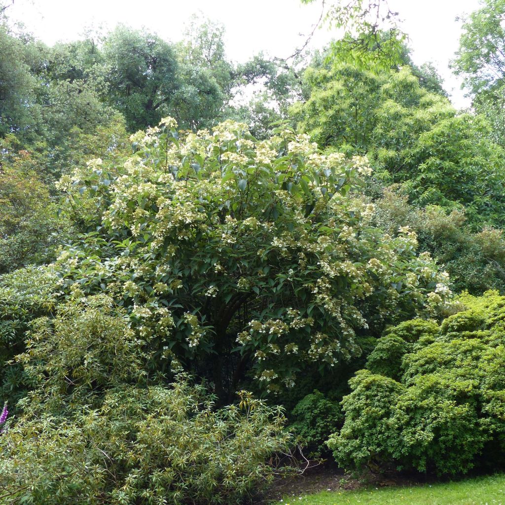 Hydrangea heteromalla - Hortensja otulona