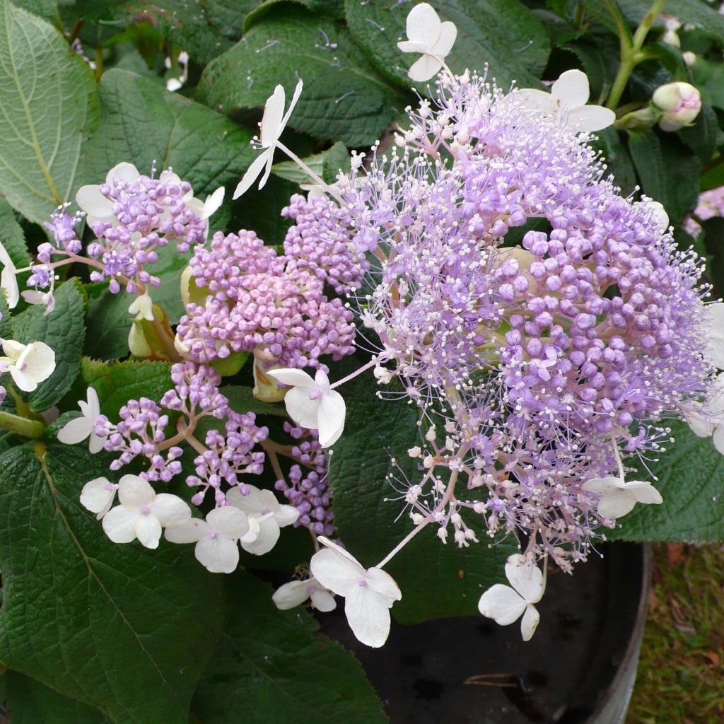Hortensja otulona Late Love