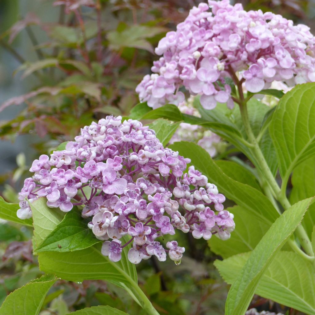 Hortensja ogrodowa Ayesha