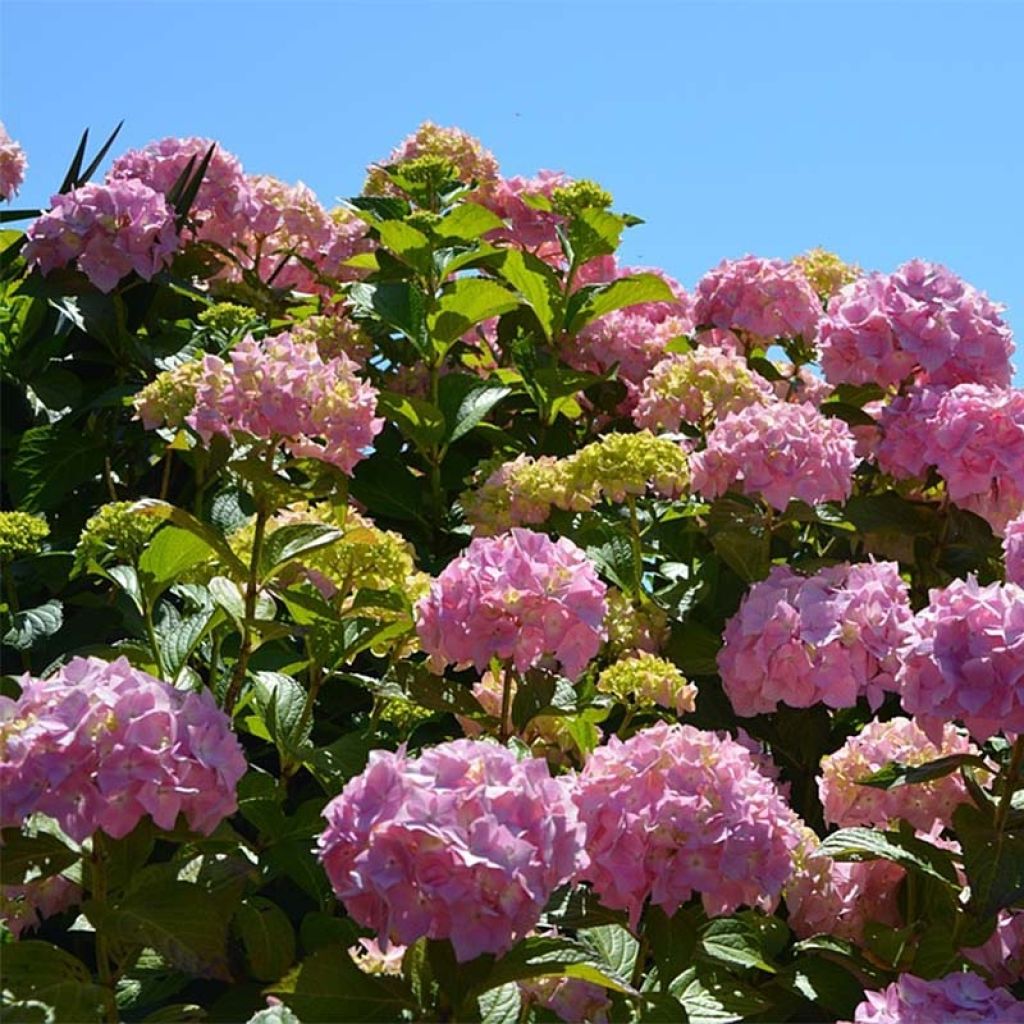 Hortensja ogrodowa Bouquet Rose