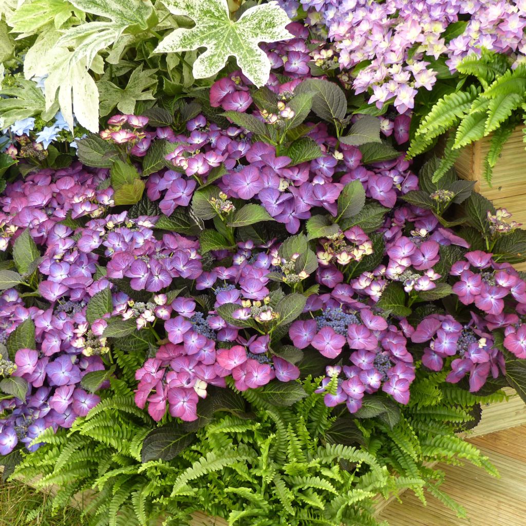 Hortensja ogrodowa Royalty Kardinal Violet