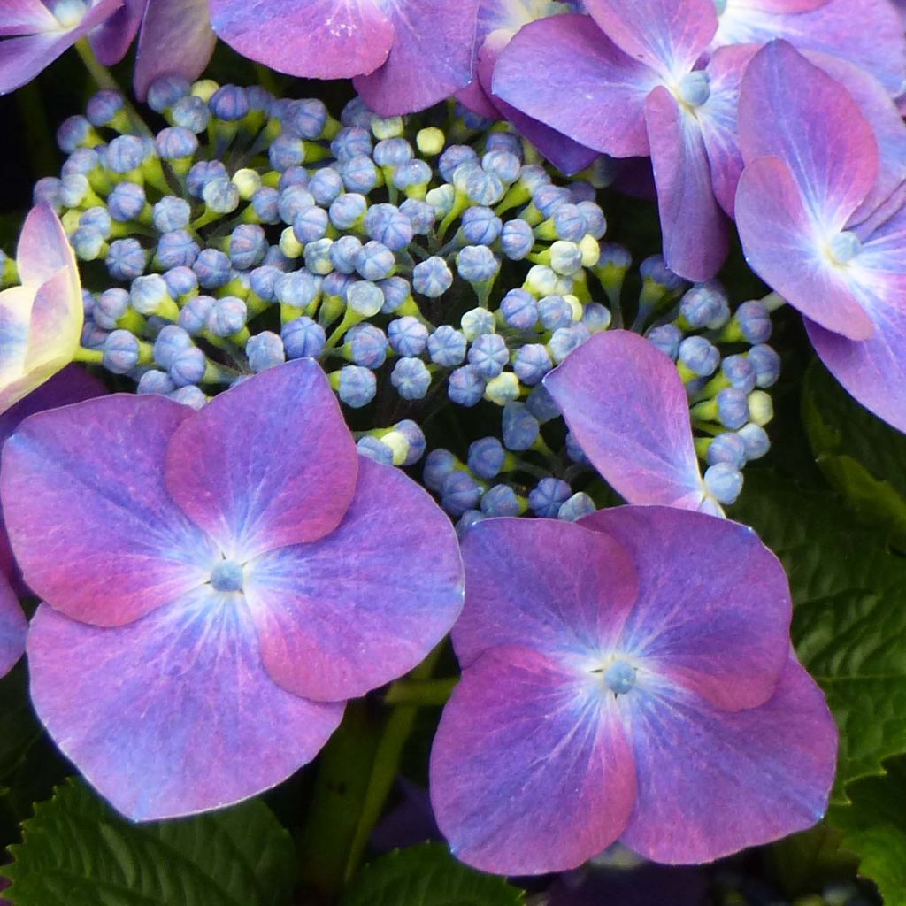 Hortensja ogrodowa Royalty Kardinal Violet