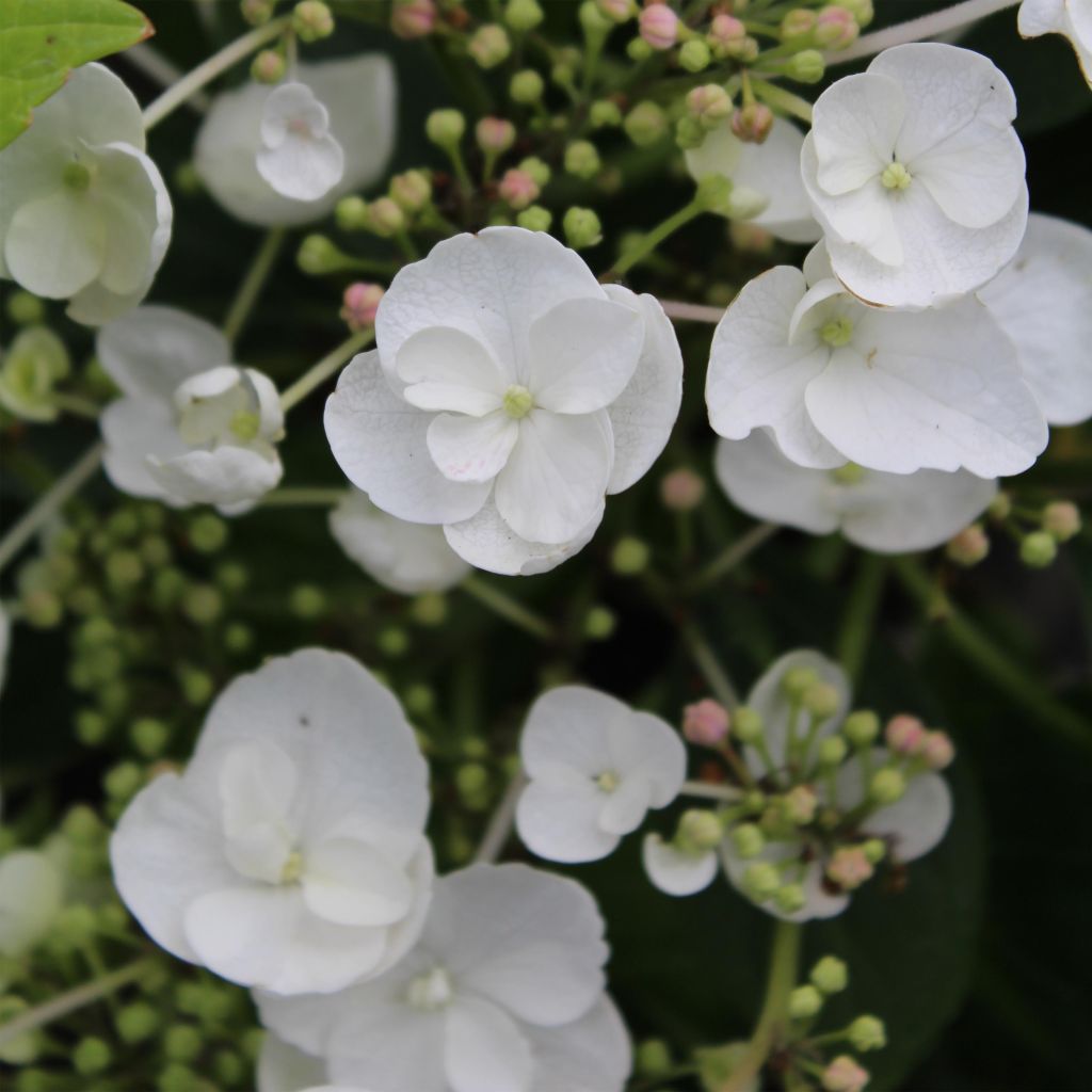 Hortensja ogrodowa Libelle