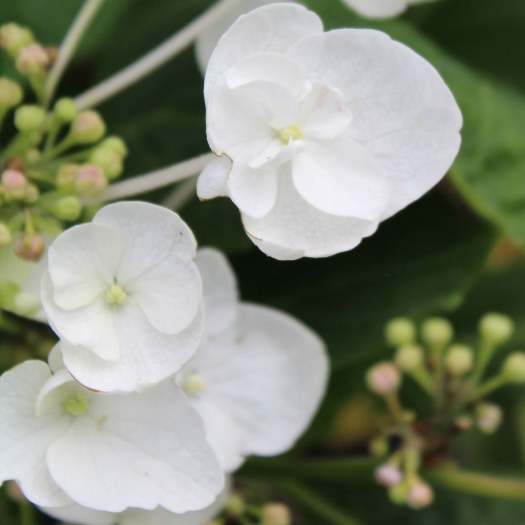 Hortensja ogrodowa Libelle