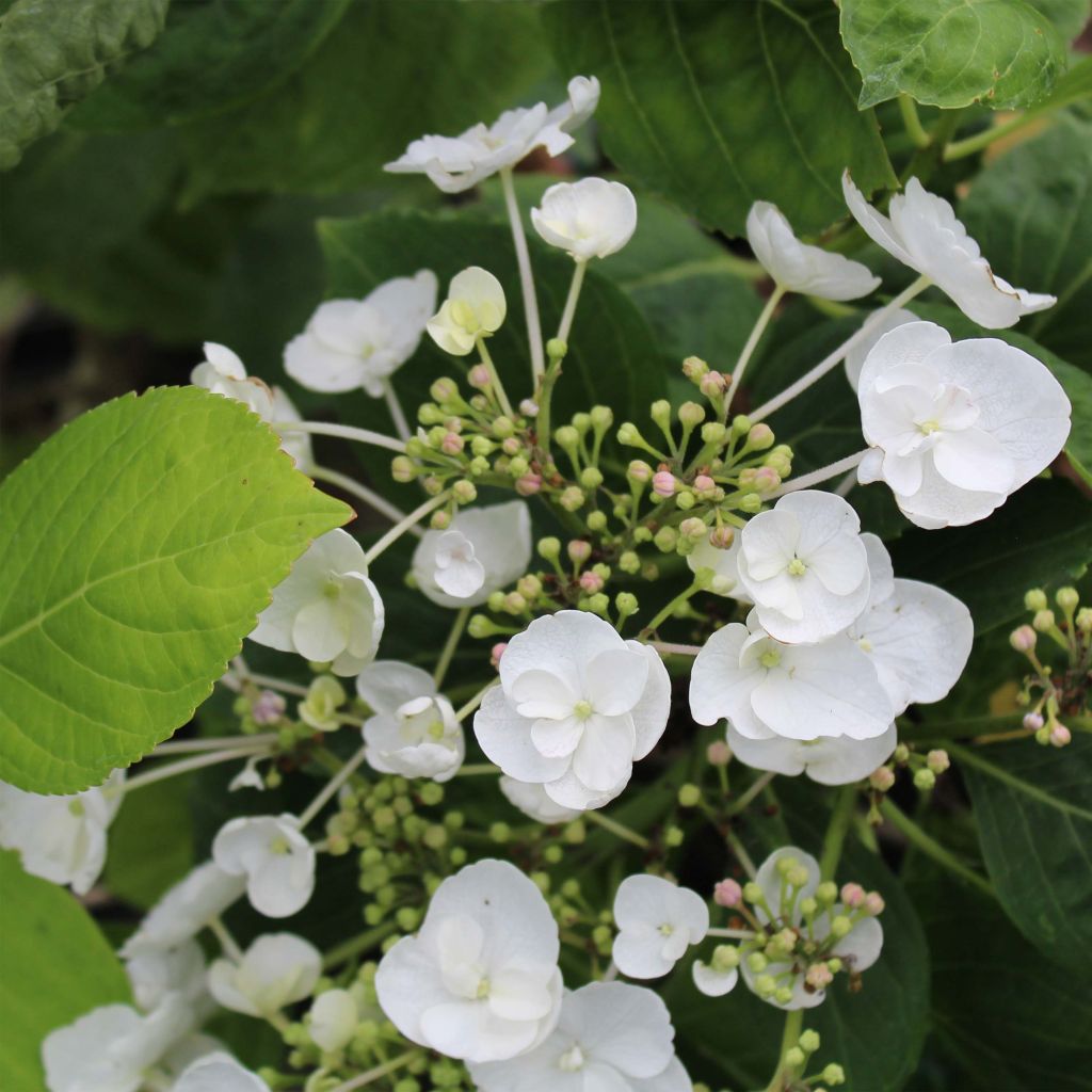 Hortensja ogrodowa Libelle