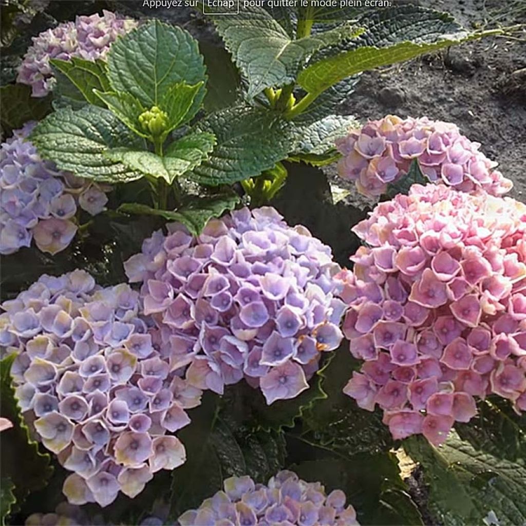 Hortensja ogrodowa Magical Revolution Rose