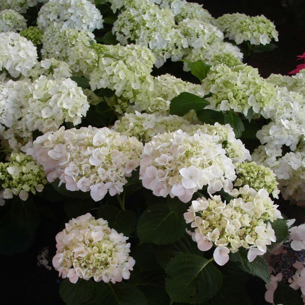 Hortensja ogrodowa Mme Emile Mouillière
