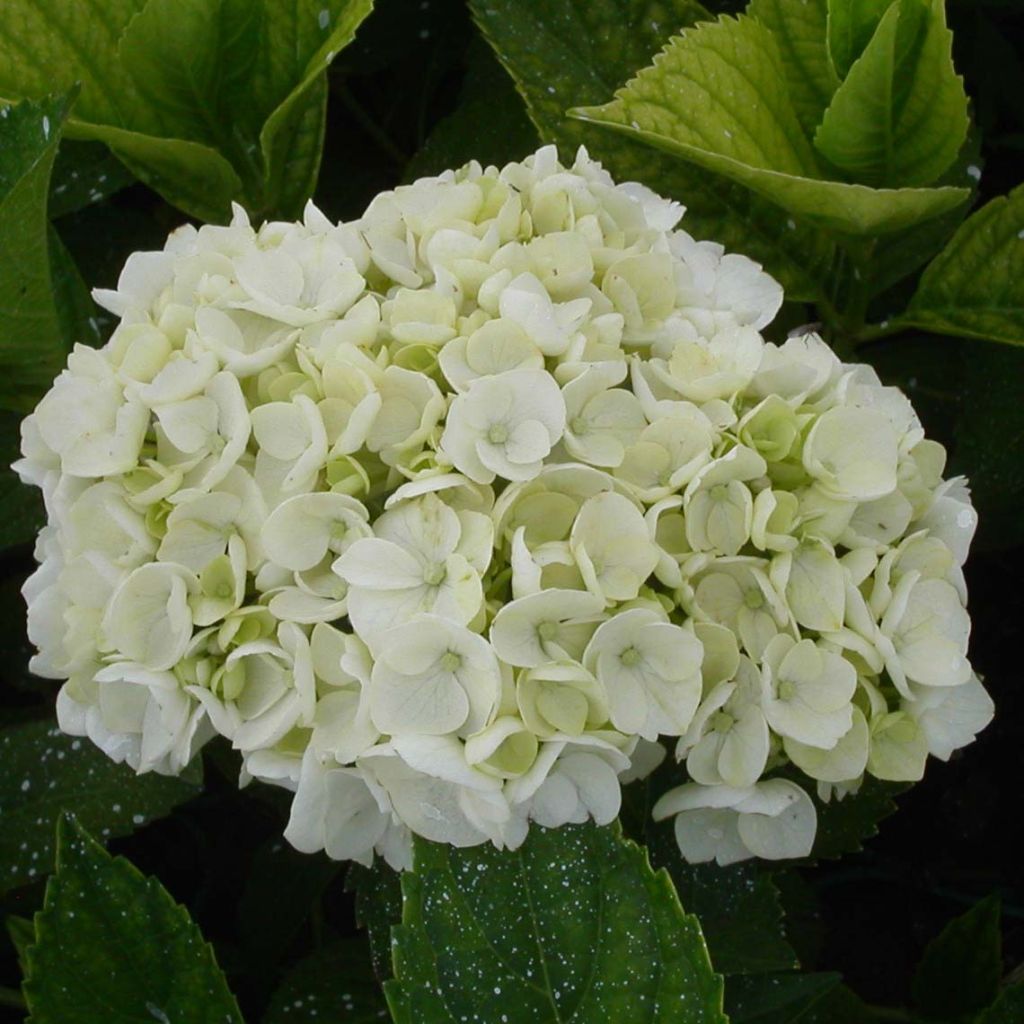 Hortensja ogrodowa Mme Emile Mouillière