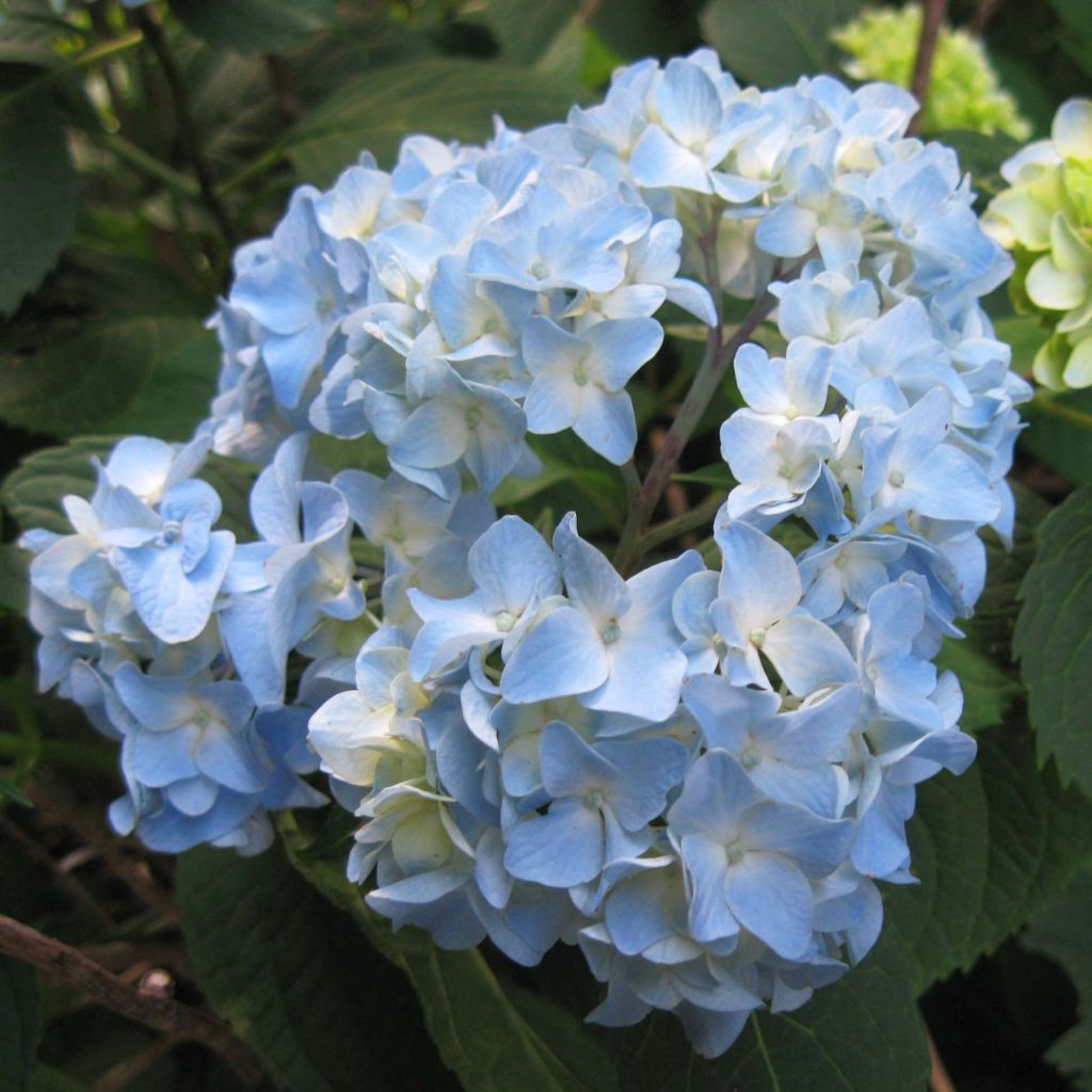 Hortensja ogrodowa Nikko Blue