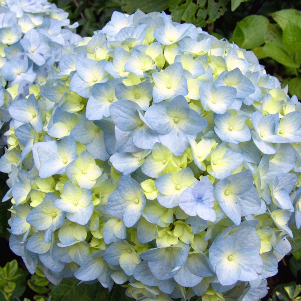 Hortensja ogrodowa Nikko Blue