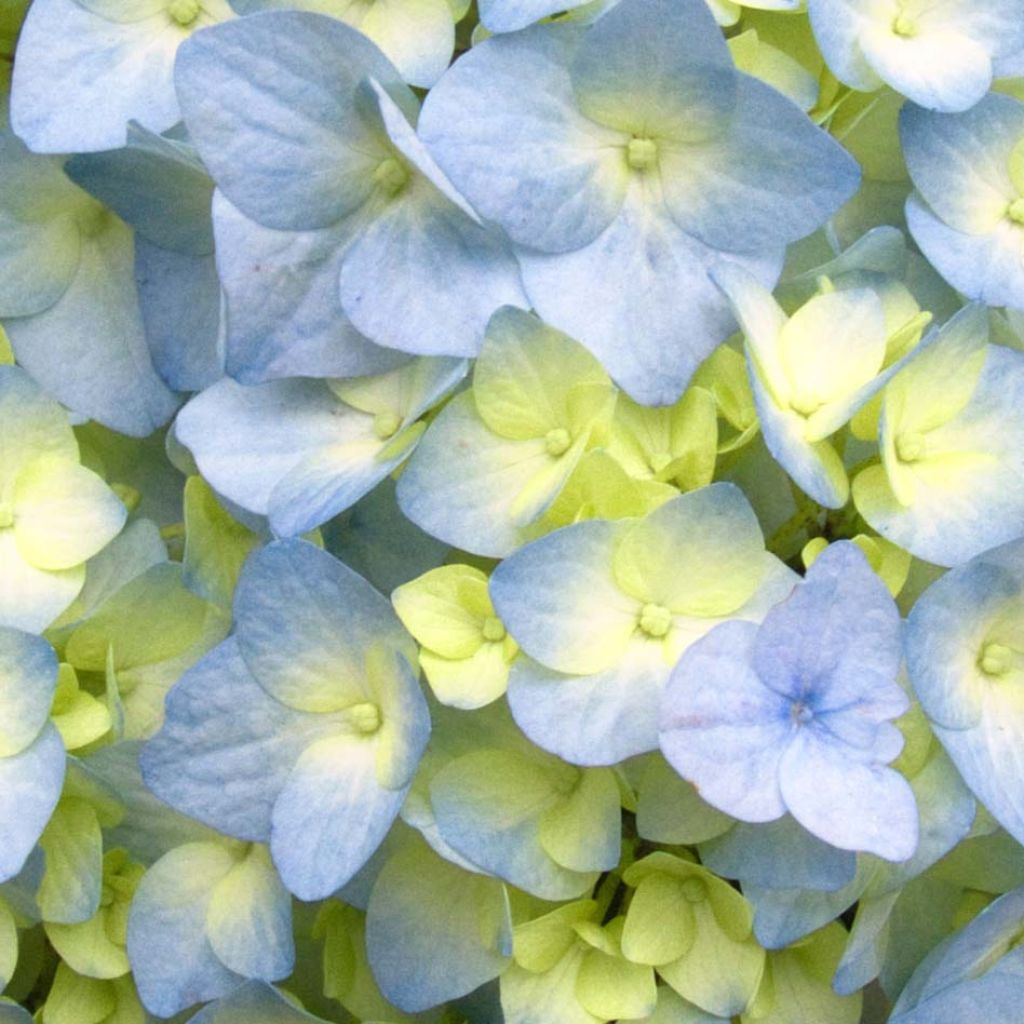 Hortensja ogrodowa Nikko Blue