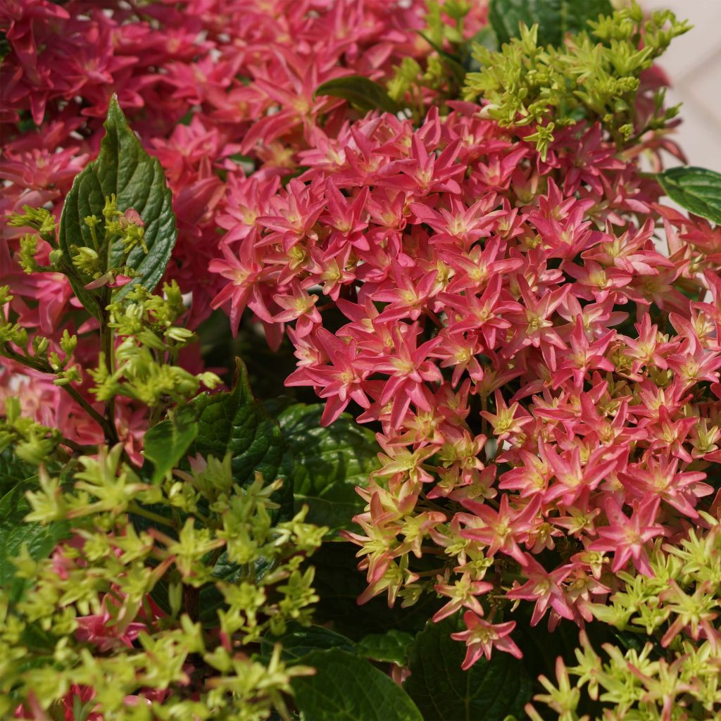 Hortensja ogrodowa Princess Diana