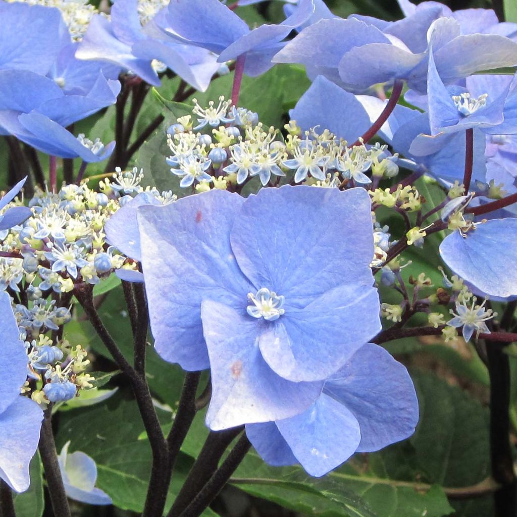 Hortensja ogrodowa Zorro bleu