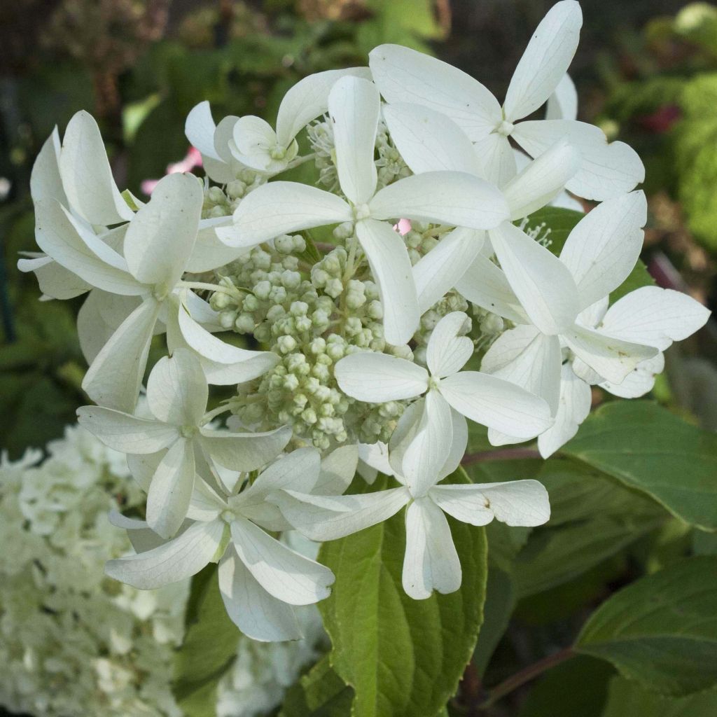 Hortensja bukietowa Great Star Le Vasterival