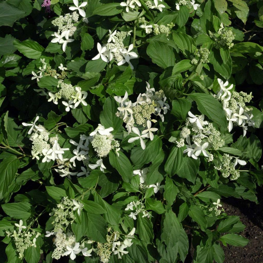 Hortensja bukietowa Great Star Le Vasterival