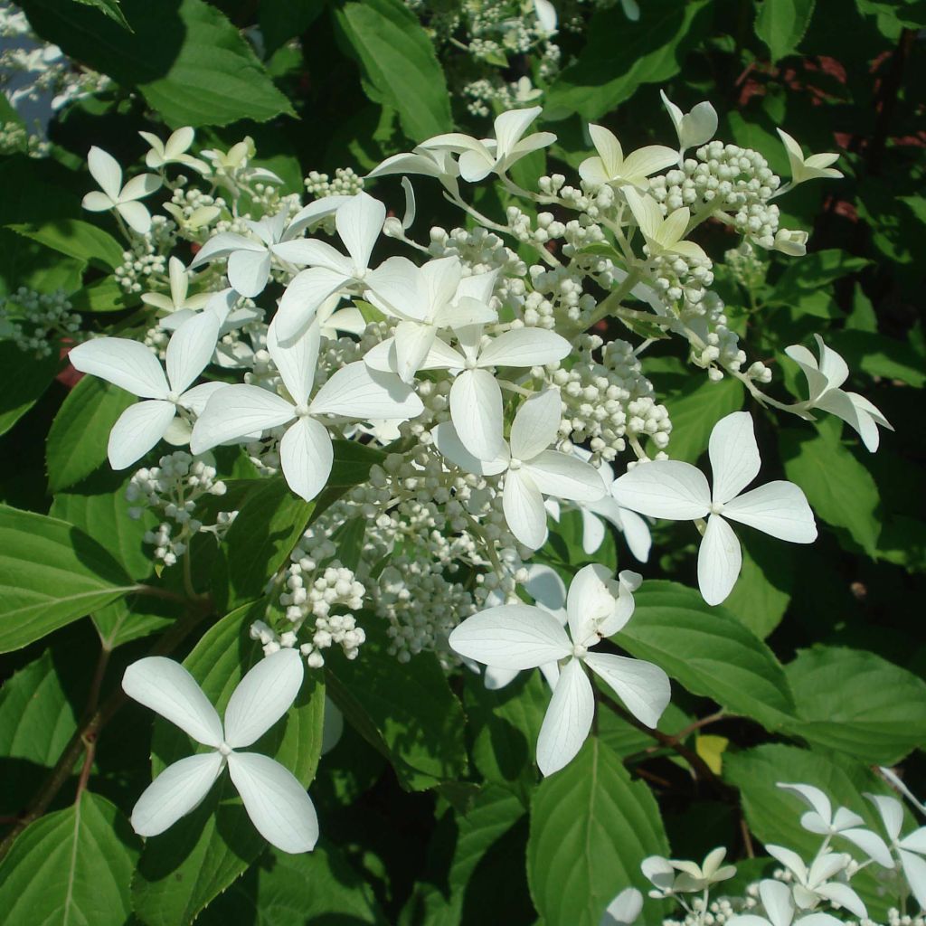 Hortensja bukietowa Great Star Le Vasterival