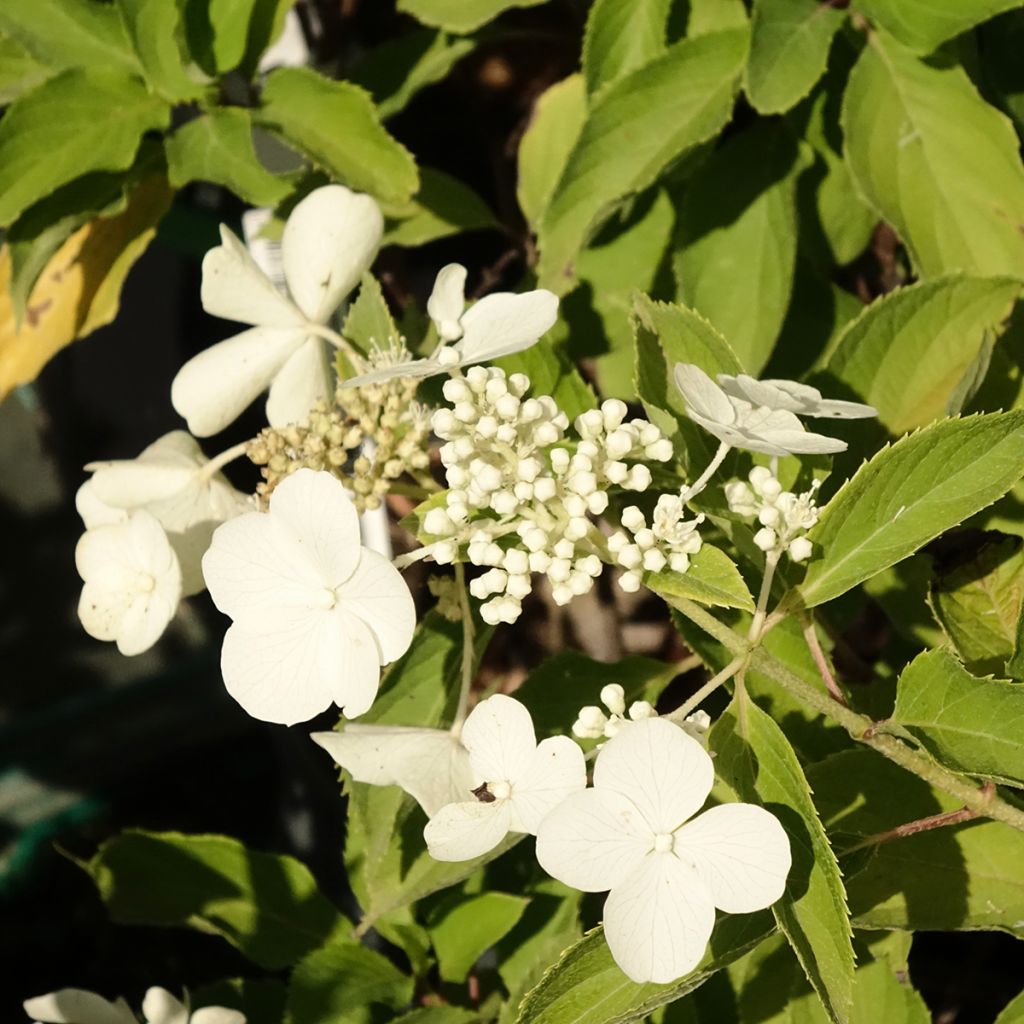 Hortensja bukietowa Levana