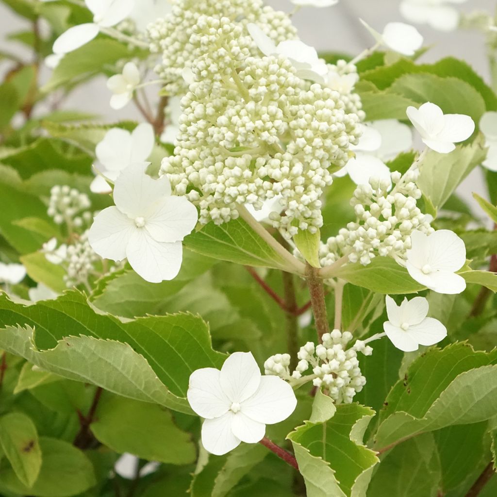 Hortensja bukietowa Levana