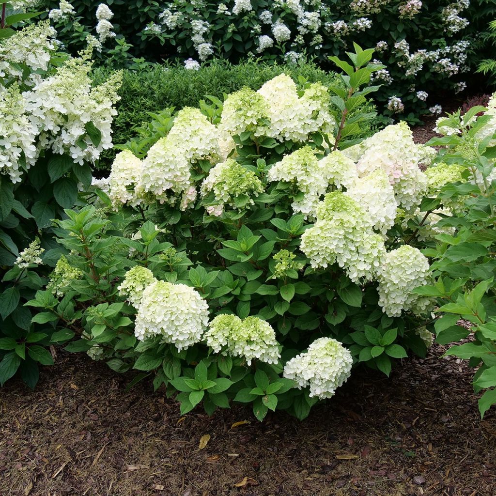 Hortensja bukietowa Little Lime Punch