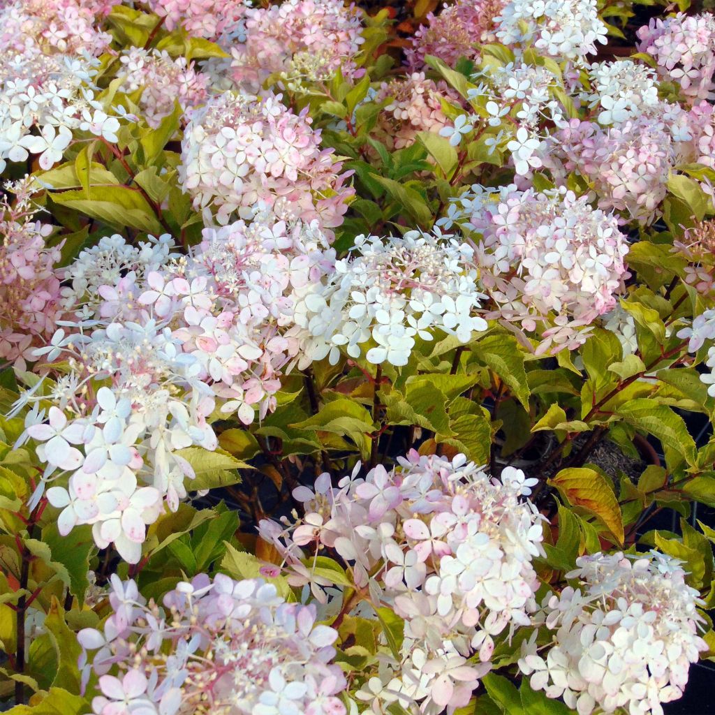Hortensja bukietowa Phantom