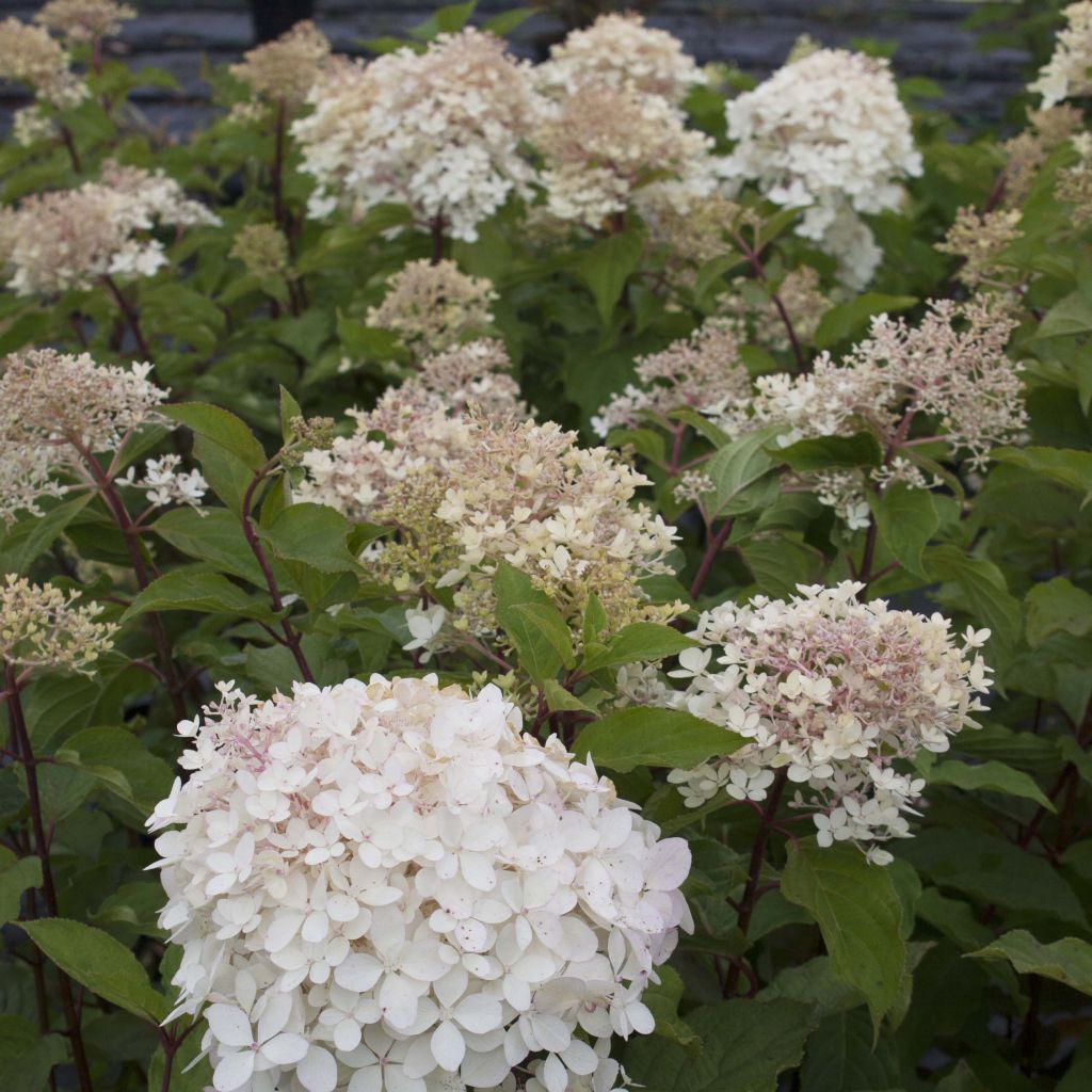 Hortensja bukietowa Phantom