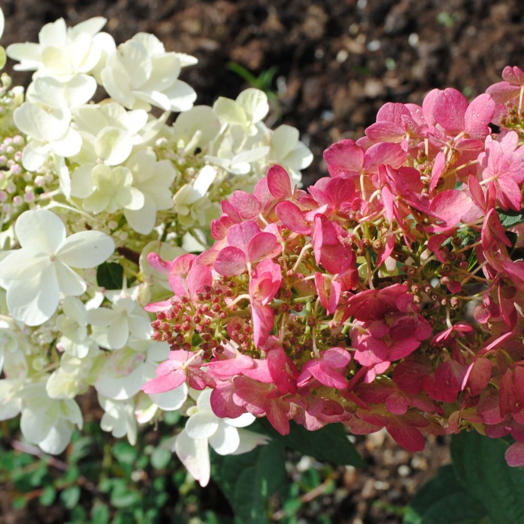 Hortensja bukietowa Pinky Winky