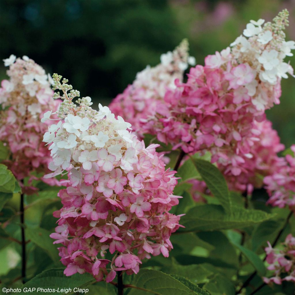 Hortensja bukietowa Pinky Winky