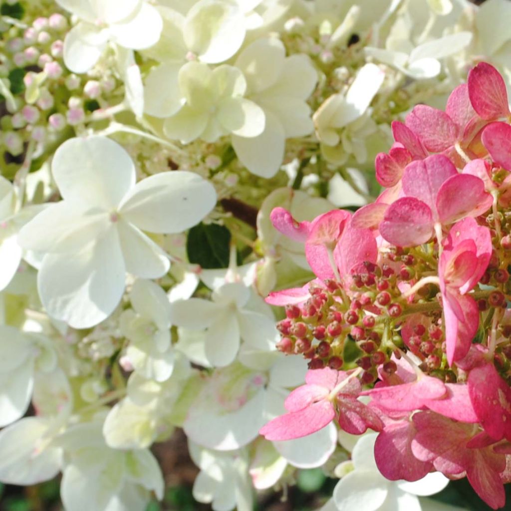 Hortensja bukietowa Pinky Winky