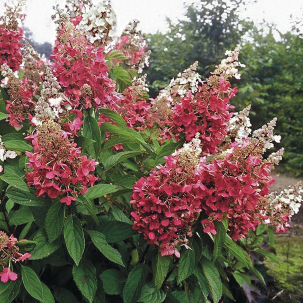 Hortensja bukietowa Pinky Winky