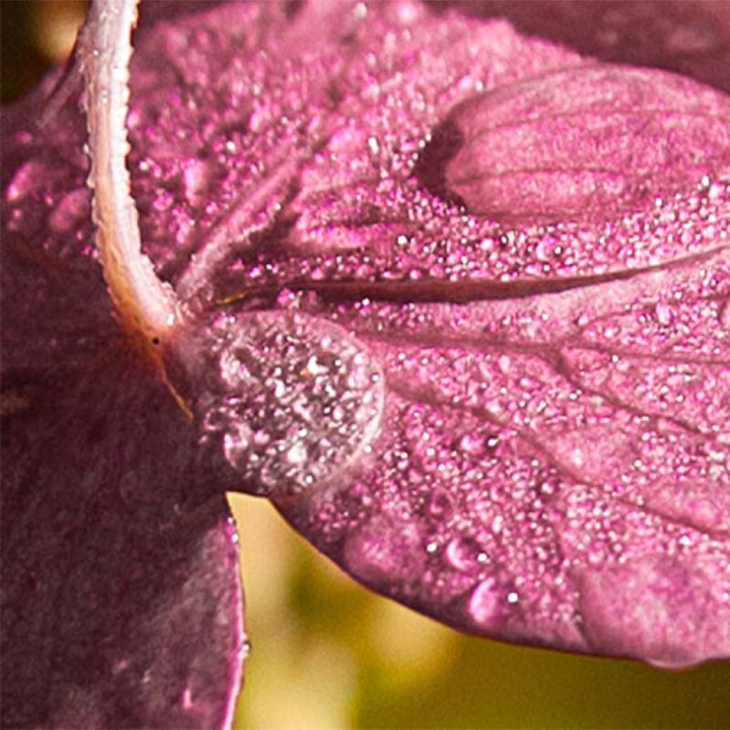 Hortensja bukietowa Pinky Winky