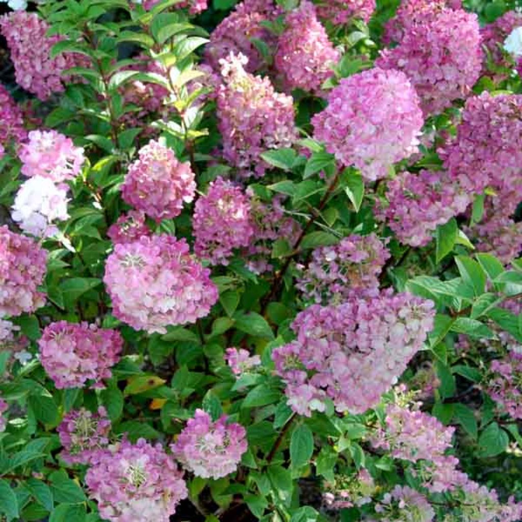 Hortensja bukietowa Sundae Fraise
