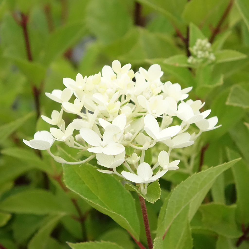 Hortensja bukietowa Unique