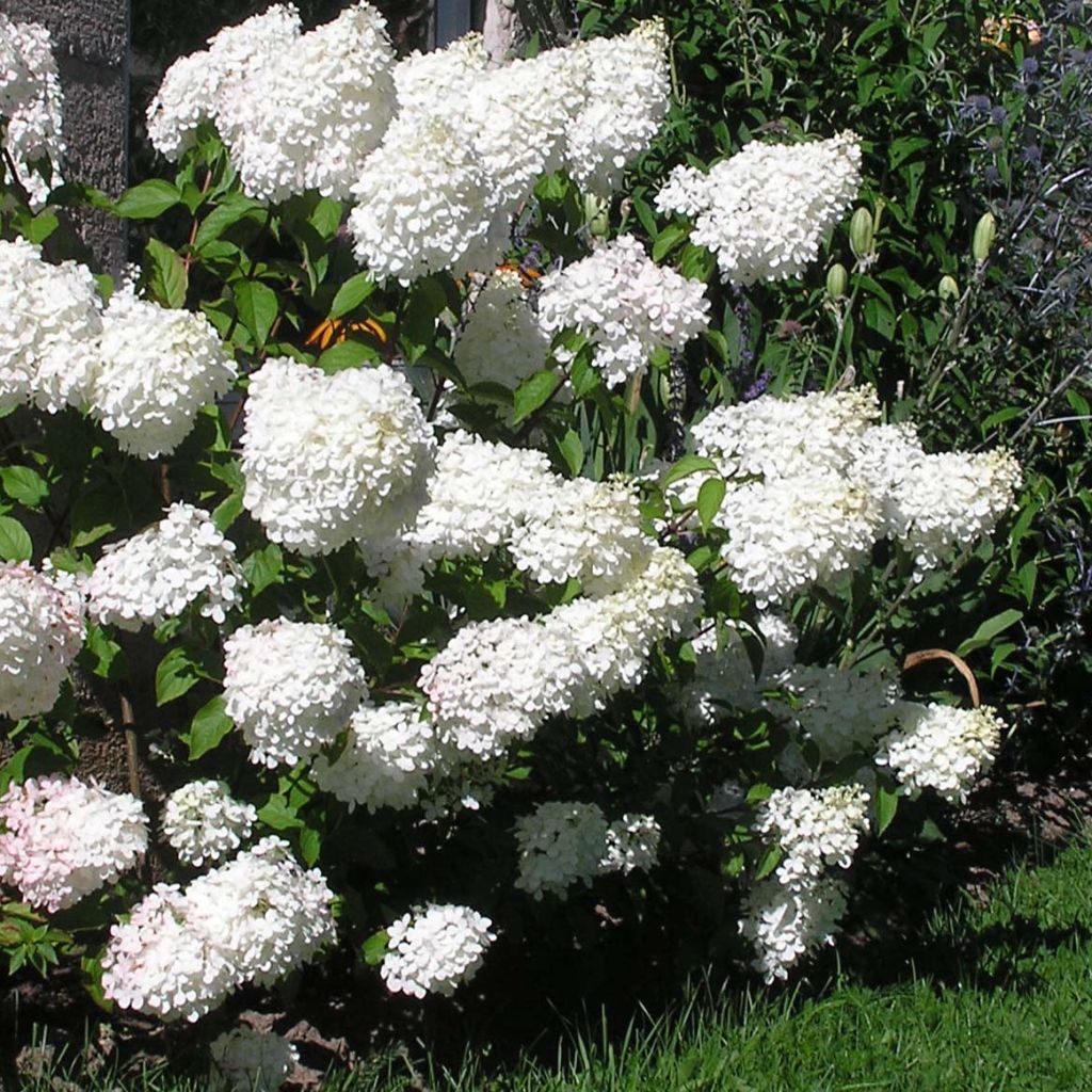 Hortensja bukietowa Vanille Fraise